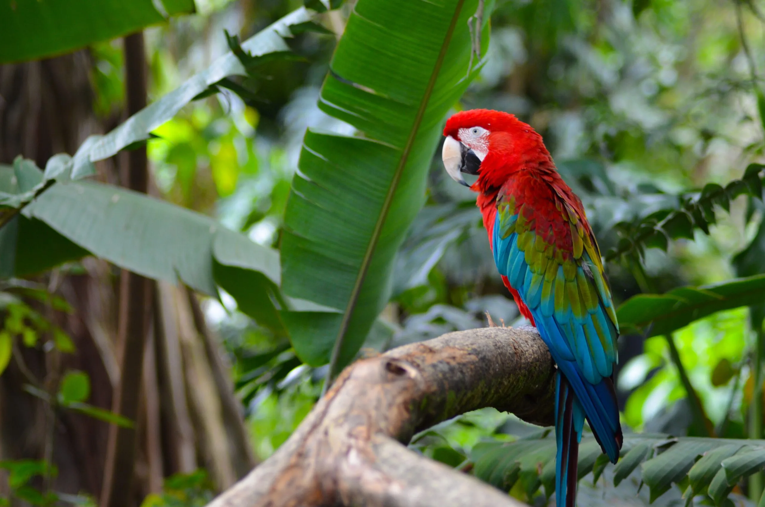 Spesies Burung di Bird and Bromelia Pavilion yang Beragam