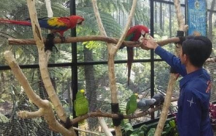 Wisata Grafika Bird Park Cikole dan Daya Tariknya