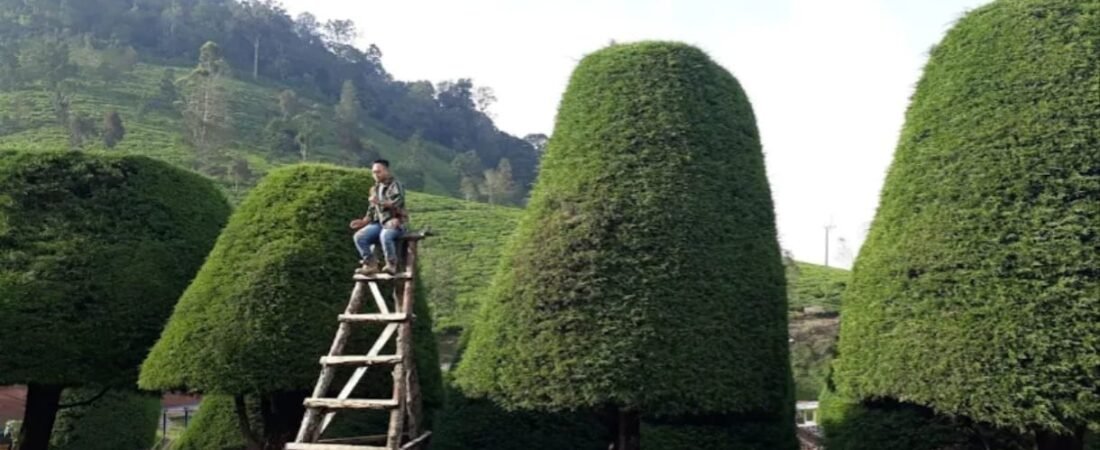 Bukit Jamur Ciwidey: Alam Aesthetic Seperti Dunia Dongeng