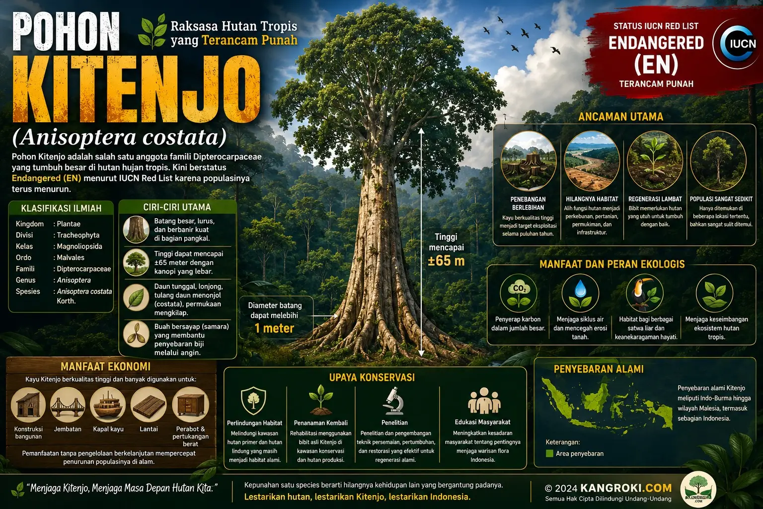 Pohon Kitenjo (Anisoptera costata): Raksasa Hutan Tropis yang Kini Berstatus Endangered dan Terancam Hilang dari Indonesia